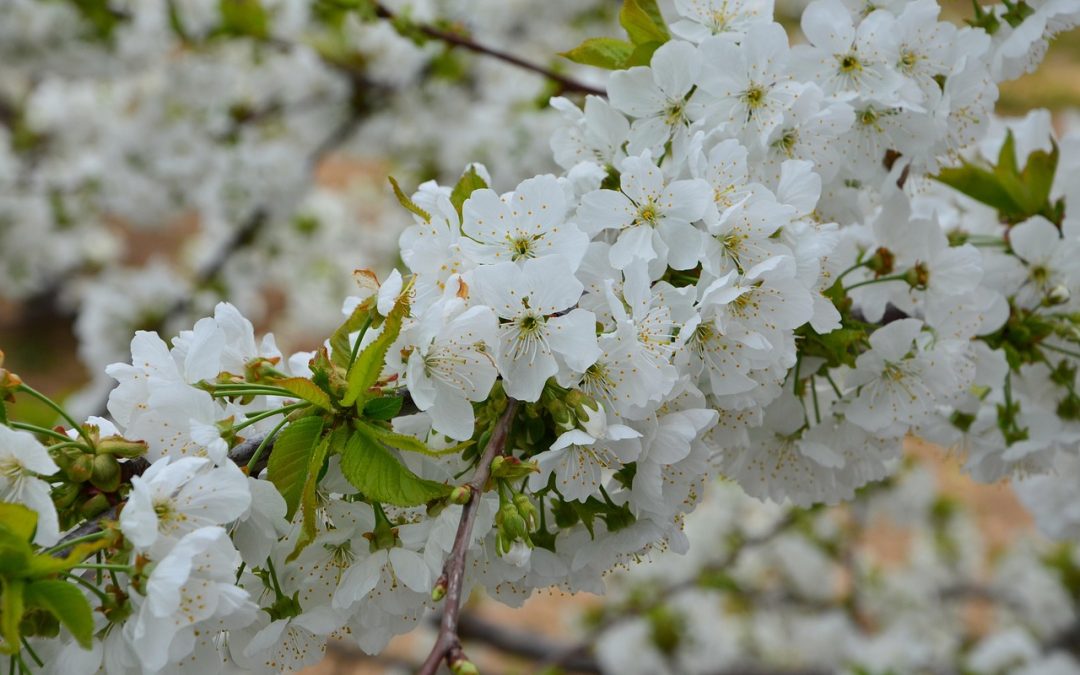 ¿Cuándo florecen los Cerezos en el Valle del Jerte?