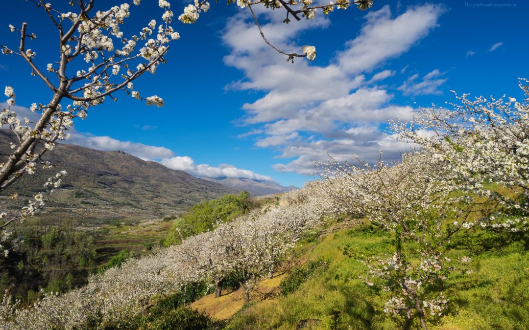 LA FIESTA DEL CEREZO EN FLOR EN EL VALLE DEL JERTE